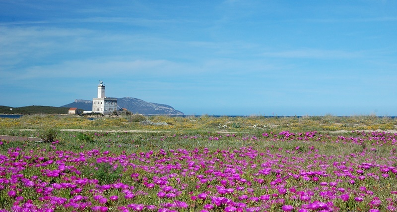 cosa-vedere-nord-sardegna-olbia